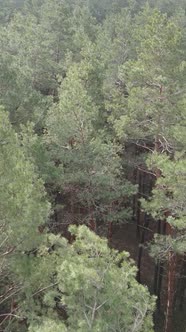 Vertical Video of the Pine Forest in the Afternoon