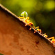 Ants On A Tree - VideoHive Item for Sale