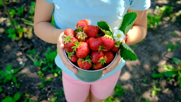 A Child Harvests Strawberries in the Garden