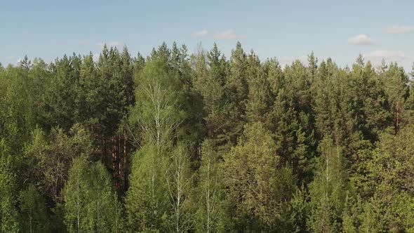 Aerial View of Spring Green Forest Early in the Morning