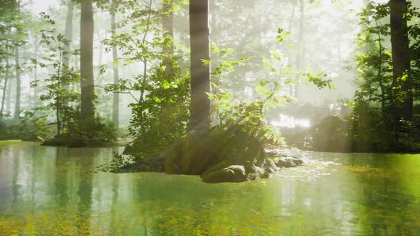 Panoramic of the Forest with River Reflecting the Trees in the Water alt