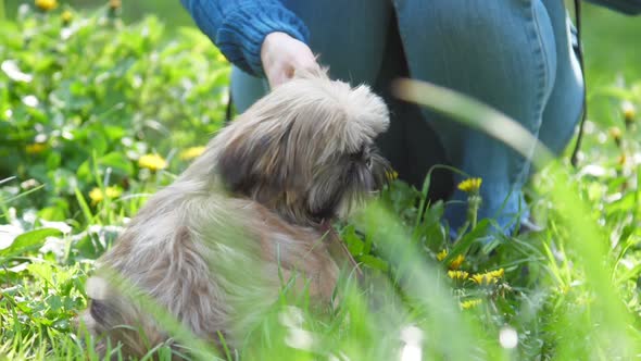 Chinese Imperial Dog Sits in Grass with Flowers Near Poodle