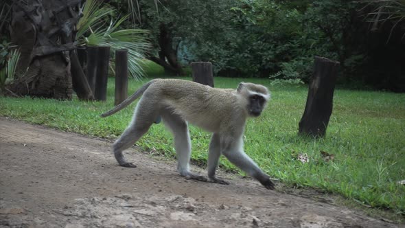 Slowmotion of a Wild African Vervet Blue Ball Monkey Walking and Looking into Camera