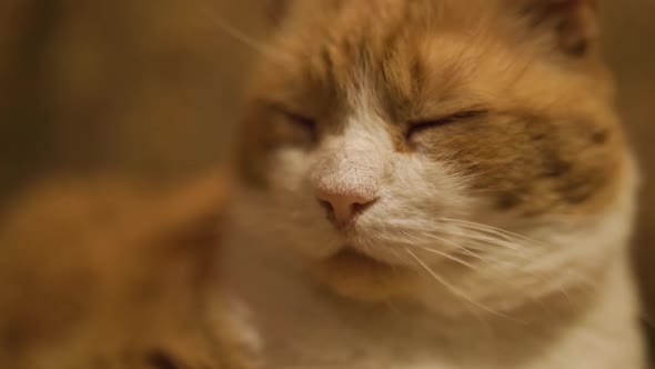 Close View of Cute Mature Ginger Cat with Closed Eyes Feeling Sleepy Against Blurry Background