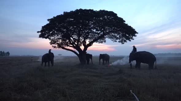 Elephant Surin 2