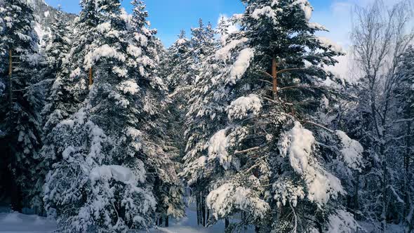 Beautiful Snow Scene Forest in Winter