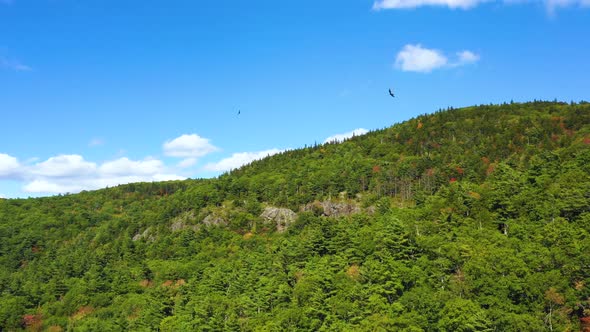 Aerial footage of vultures swooping overhead a forest in Maine