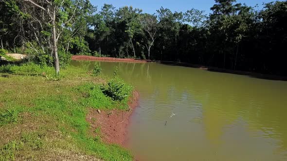 Slow tracking shot over the shoreline of a small fishing pond on a fish farm in rural Brazil as fish