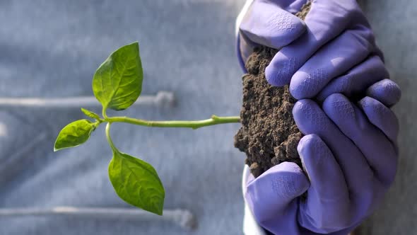 Young Sprout in the Hands of a Young Farmer