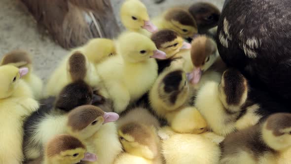 Domestic Duck Family. Stock of Muscovy ducklings with mother