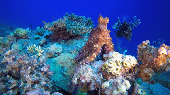 Underwater Octopus and Lionfish