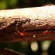 Ants On A Tree (2-Pack) - VideoHive Item for Sale