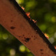 Ants On A Branch - VideoHive Item for Sale