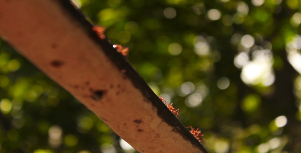 Ants On A Branch