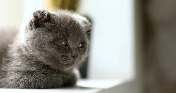 Cute British Shorthair gray kitten sleep on windowsill