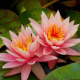 Water Lily Flower - VideoHive Item for Sale