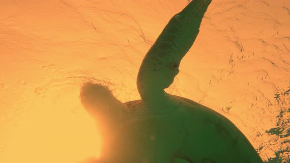 Young Sea Turtle Swims Up in Blue Water in Sunset Time Takes a Breath and Dives to the Bottom