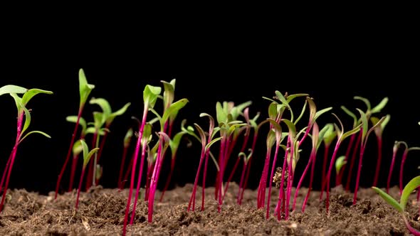 Time Lapse of Growth Beetroot Salad Plants