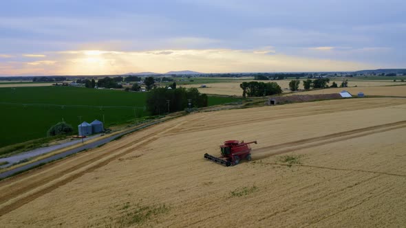 Wheat Fields 