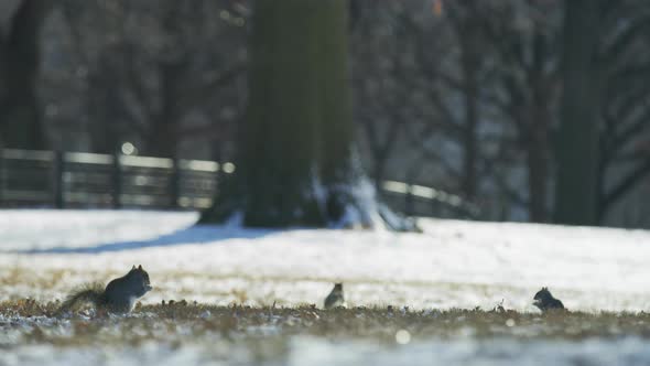 Park with squirrels