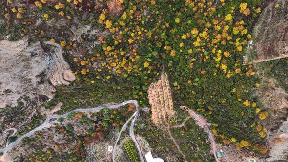 Autumn Forest Aerial View 4 K Turkey Alanya