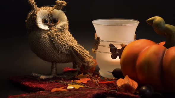 halloween autumn decoration with pumpkin, cute owl and a light on leaves orange colors on black back