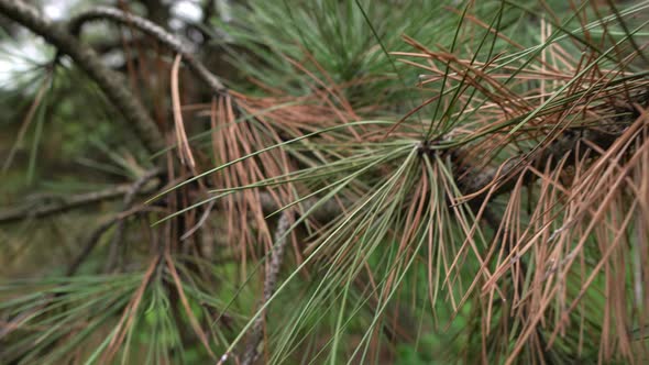 Green Branches Of A Christmas Tree With Long Needles At The Beginning Of Winter In The Park