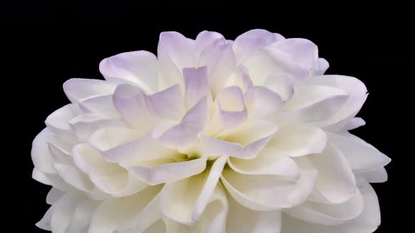 Rotating white-red dahlia flower with ALPHA channel, seamless loop