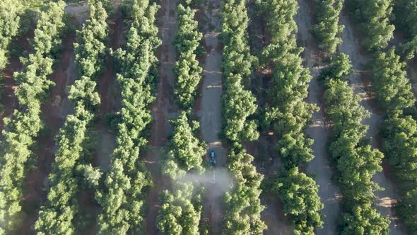 Aerial top down dolly in of blue tractor spraying pesticides on waru waru avocado plantations in a f