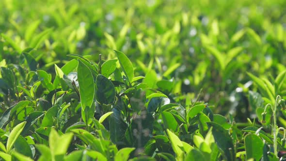 Lush Tea Branches with Leaves Extreme Closeup Slow Motion