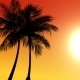 Palm Trees Background - VideoHive Item for Sale