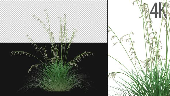 Hairgrass Growing alt