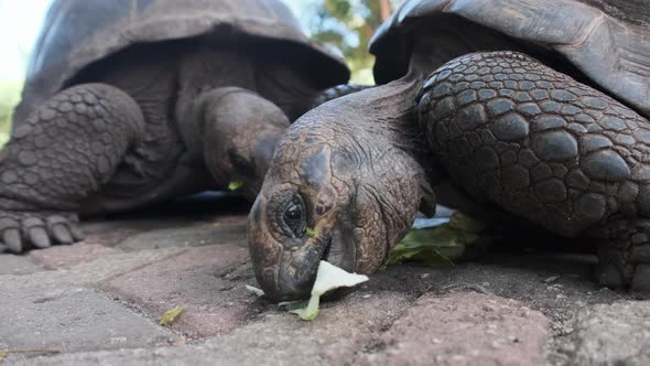 A Huge Aldabra Giant Tortoise Eats Food on a Prison Island in Zanzibar Africa