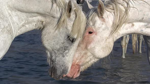 750494 Camargue Horse standing in Swamp, Saintes Marie de la Mer in The South of France, Real Time