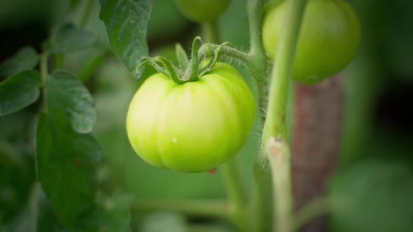 Green Unripe Tomatoes Grow Closeup on a Farm Plantation on a Blurred Background