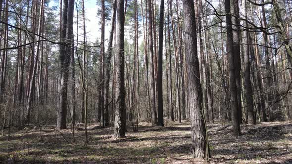 Trees in a Pine Forest During the Day Aerial View