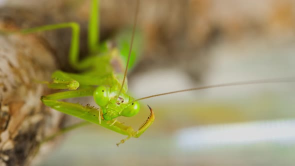 Macro shot of a Praying Mantis cleaning themselves