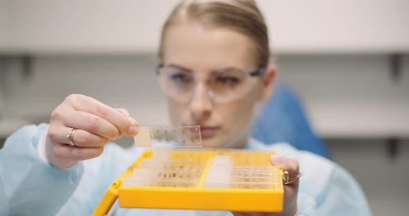 Scientist Is Looking at Plates with Bacteria at Laboratory