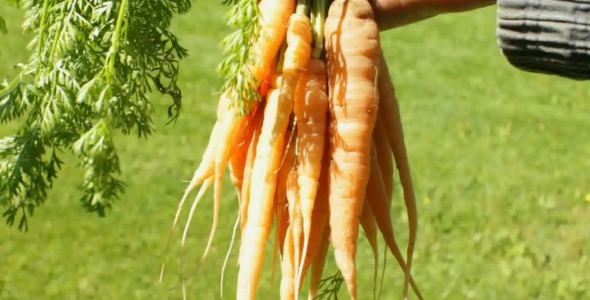 Farmer with Harvest of Carrots