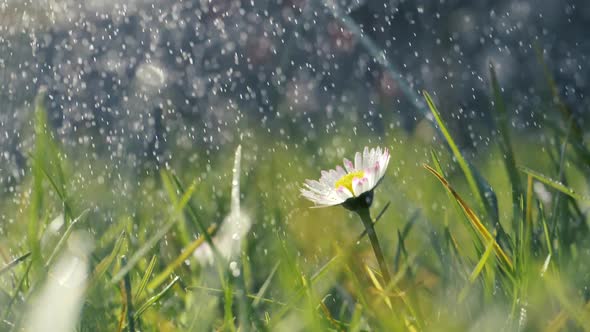 Watering lawn