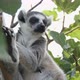 Cheery Lemur Sitting on a Tree Twig and Watching Around on a Sunny Day in Summer  - VideoHive Item for Sale