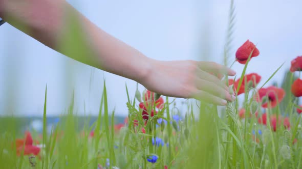 Close-up of Unrecognizable Woman Touching Red Flower with Her Hand in a Poppy Field. Connection with