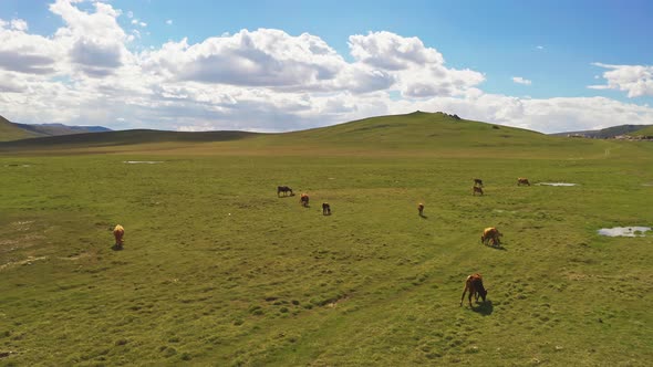 Cattle on the plains of Bayanbulak