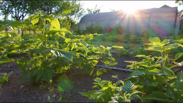 Young Raspberry Leaves In Garden