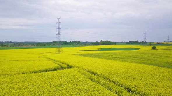 Aerial flyover blooming rapeseed (Brassica Napus) field, flying over lush yellow canola flowers, far