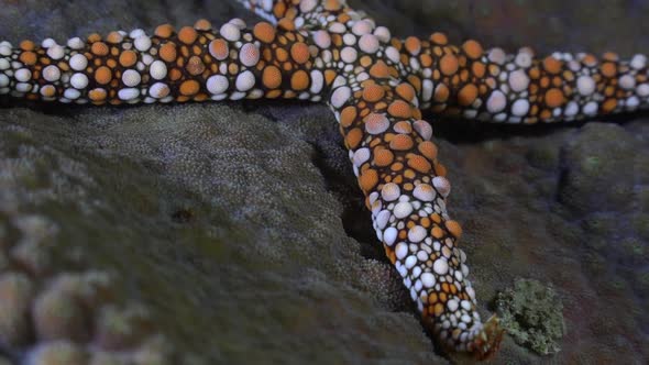 close up of an orange sea star crawling over coral reef