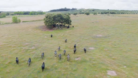 aerial footage of a herd of bulls running in the field