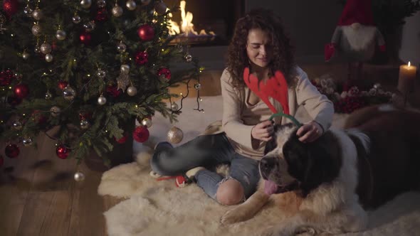 Top View of Charming Caucasian Girl Putting New Year's Horns of Deer on Saint Bernard's Head. Big