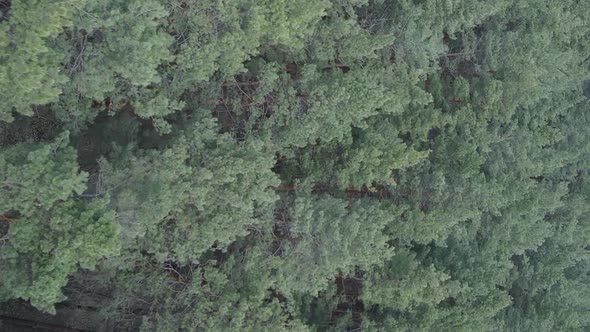 Vertical Video of Pine Forest Aerial View Slow Motion