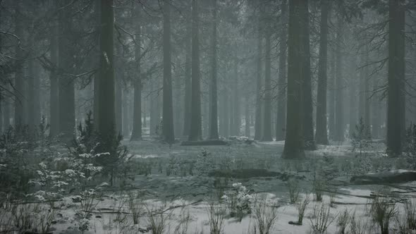 Winter Snowcovered Forest on a Cloudy Day